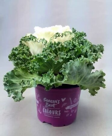 Brassica curly white  - Image courtesy of Pannebakker