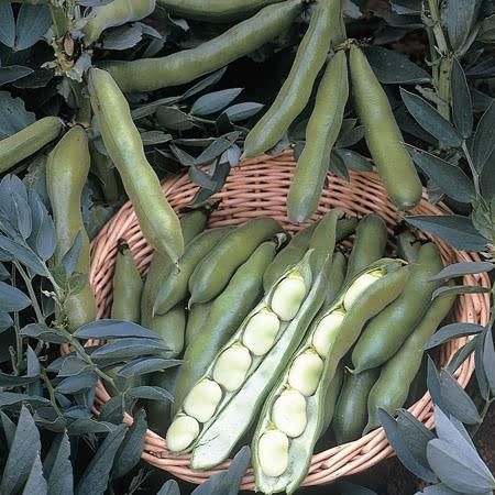 Broad Bean (Dwarf) The Sutton