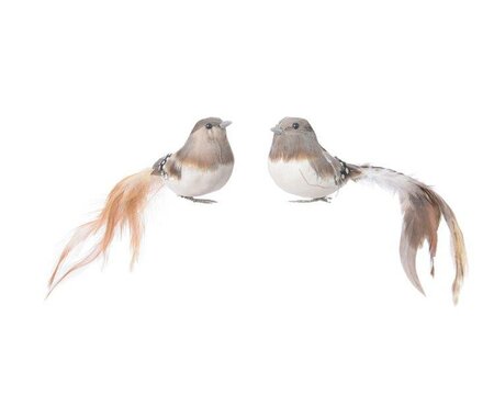 Brown Bird with long feather tail on clip