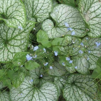 Brunnera 'Jack Frost' (3L pot)