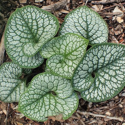 Brunnera 'Jack of Diamonds' - Photo by Krzysztof Ziarnek, Kenraiz (CC BY-SA 4.0)