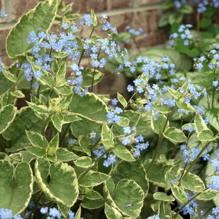 Brunnera 'Hadspen Cream' - Photo by Patrick Standish (CC BY-SA 2.0)