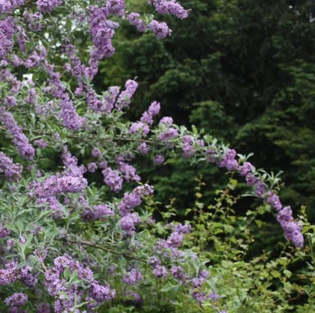 Buddleja 'Unique' - Photo courtesy of Peter Moore