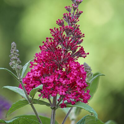 Buddleja Buzz™ 'Magenta' - Image by Jolanda L. from Pixabay
