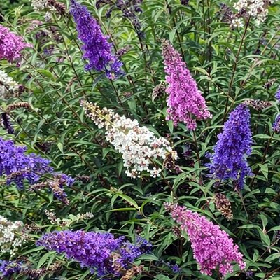 Buddleja 'Tricolor' - Public image here under fair use