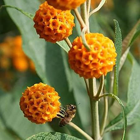 Buddleja globosa - Photo by  Penarc  (CC BY-SA 4.0)