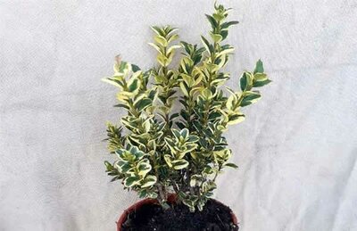 Buxus 'Elegans' (13cm pot)