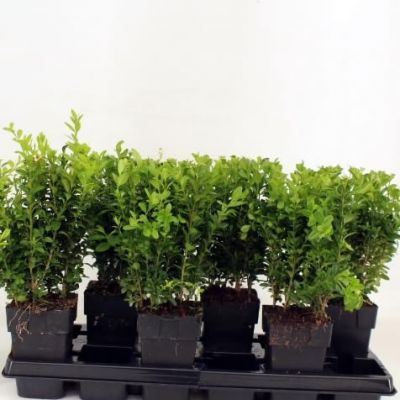 Buxus sempervirens  - Image courtesy of Pannebakker