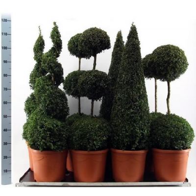 Buxus sempervirens  - Image courtesy of Pannebakker