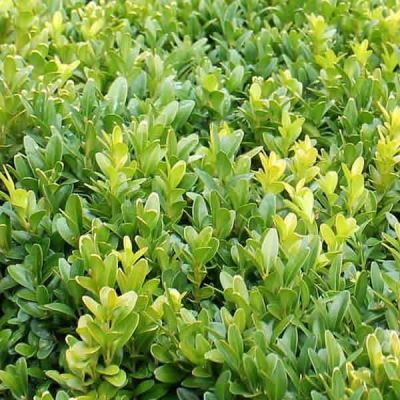 Buxus sempervirens 6 pack (9cm pots)