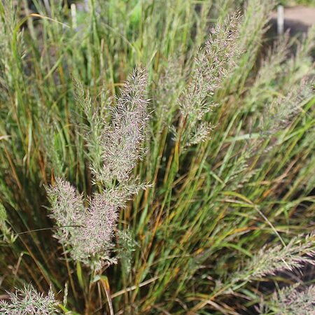 Calamagrostis Brachytricha - Photo by Aleksandrs Balodis (CC BY-SA 4.0)