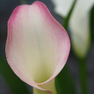 Calla 'Crystal Blush' ® - Image courtesy of Schram Plants