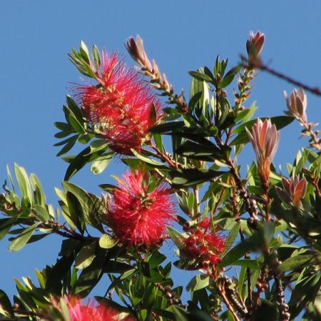 Callistemon 'Splendens' - Photo by Melburnian (GFDL)