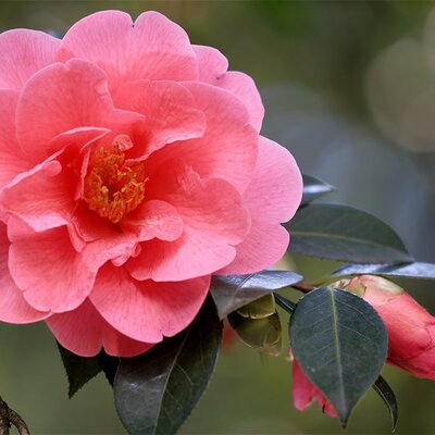 Camellia 'Adolphe Audusson' - Image by Franz W. from Pixabay