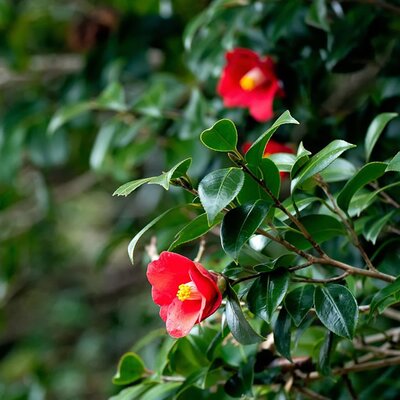 Camellia 'Adeyaka' - Image by Kanenori from Pixabay