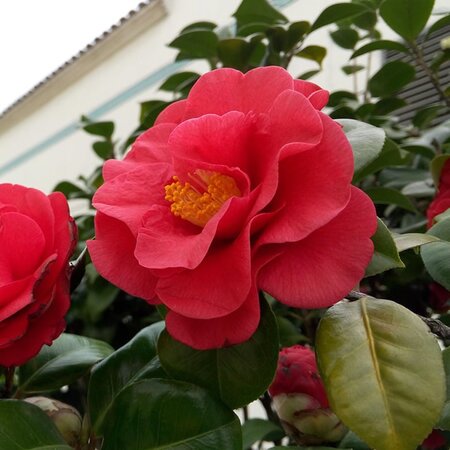 Camellia Japonica 'Blood Of China' - Image by ieypmb from Pixabay 