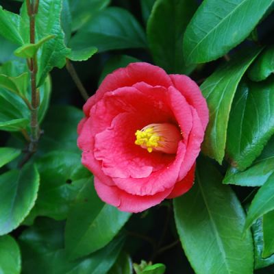 Camellia Japonica 'Dr. King' - Image by とおる 水原 from Pixabay