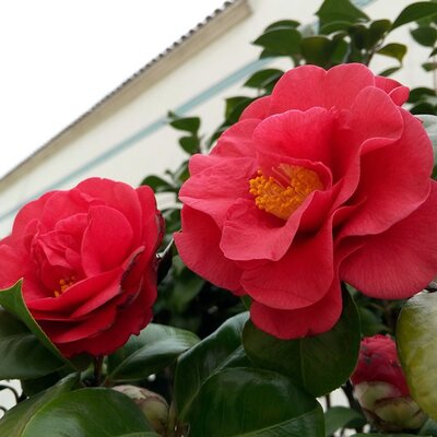 Camellia Japonica Lady Campbell - Image by ieypmb from Pixabay 