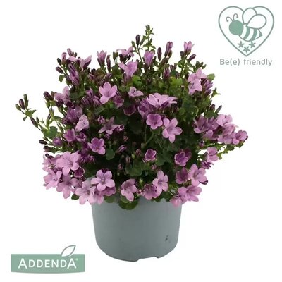 Campanula 'Ambella Pink' - Image courtesy of Addenda