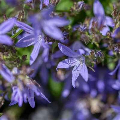 Campanula 'Filigree Blue' - Image by Gabriele Lässer from Pixabay