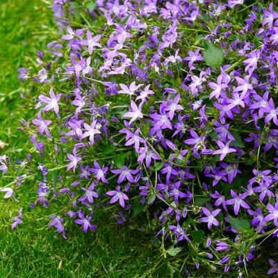 Campanula 'Stella' - Image by Matthias Böckel from Pixabay