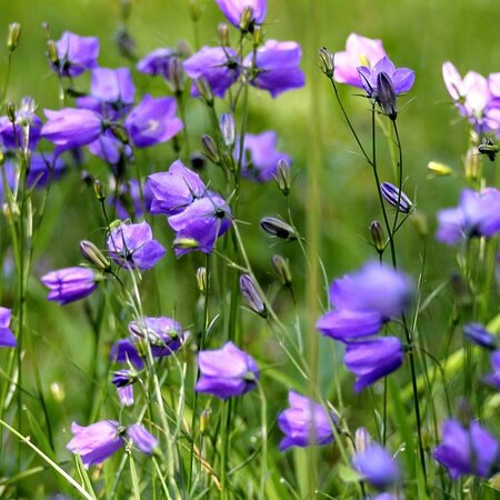 Campanula 'Swinging Bells' Blue - Image by Christelle S from Pixabay 