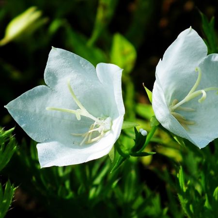 Campanula 'White Clips' - Image by MrGajowy3 from Pixabay 