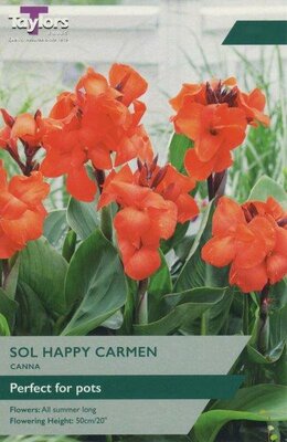 Canna Sol 'Happy Carmen' (1 bulbs)