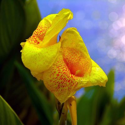 Canna Tropicanna Gold - Image by Dean Moriarty from Pixabay  