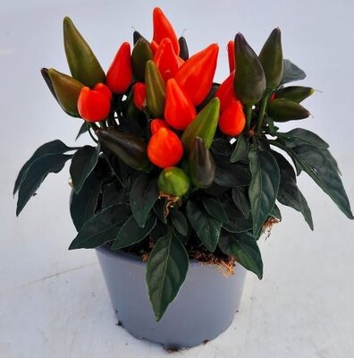 Capsicum 'Salsa Deep Orange' - Image courtesy of Ben Vista