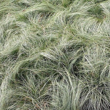 Carex 'Amazon Mist' (1L pot)