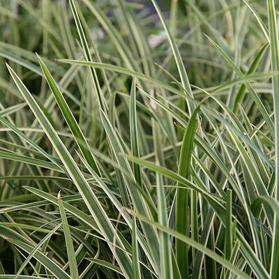 Carex morrowii 'Ice Dance' - Photo by David J. Stang (CC BY-SA 4.0)