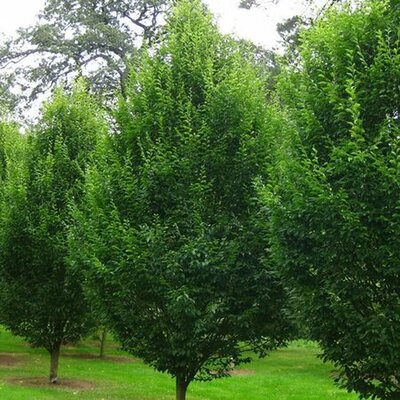 Carpinus 'Fastigiata' - Image courtesy of Hedge Guides Company (under fair use)