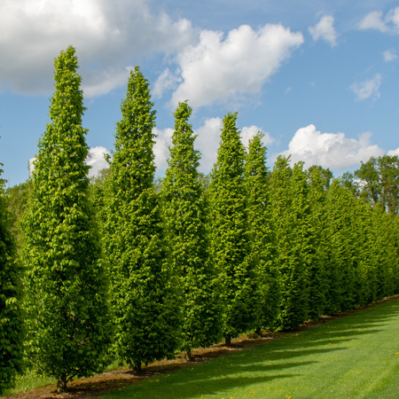 Carpinus Betulus 'Frans Fontaine' - Image courtesy of Plants Library