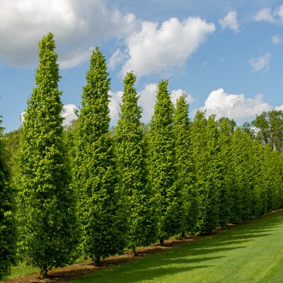 Carpinus Betulus 'Frans Fontaine' - Image courtesy of Plants Library