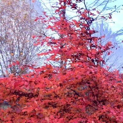 Carpinus betulus 'Rockhampton Red' - Public image here under fair use