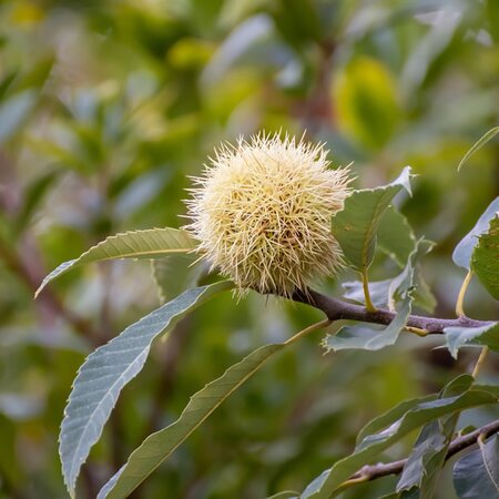 Castanea Sativa (15L pot)