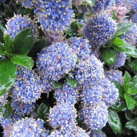 Ceanothus “Blue Mound” - Photo by Leonora (Ellie) Enking (CC BY-SA 2.0)