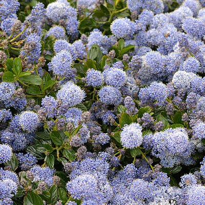 Ceanothus 'Victoria' - Photo by hermaion courtesy of pexels (CC0)