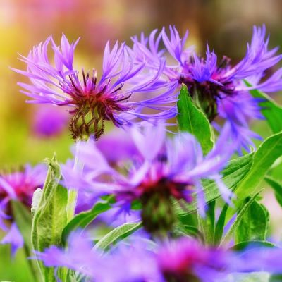 Centaurea 'Amethyst Dream' - Image by Bruno /Germany from Pixabay