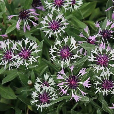 Centaurea 'Amethyst in Snow' - Photo by Captain-tucker (CC BY-SA 3.0)