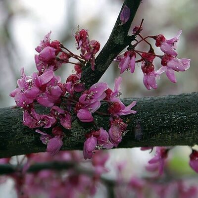 Cercis canadensis 'Forest Pansy' - Photo by David J. Stang (CC BY-SA 4.0)