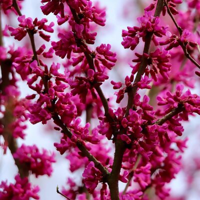 Cercis canadensis 'Merlot' - Image by Annette Meyer from Pixabay