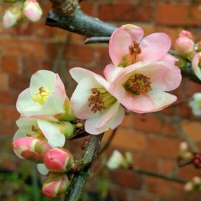 Chaenomeles speciosa 'Moerloosei' - Photo by  Jonathan Billinger (CC BY-SA 2.0)