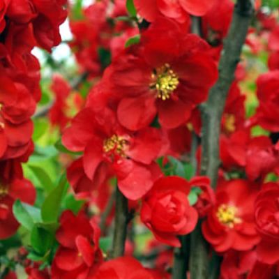 Chaenomeles Scarlet Storm - Image by Capri23auto from Pixabay 