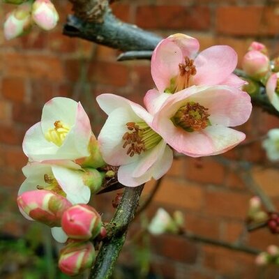 Chaenomeles 'Moerloosie' - Photo by  Jonathan Billinger (CC BY-SA 2.0)