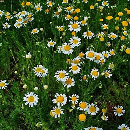 Chamomile - Photo by H. Zell (GFDL)