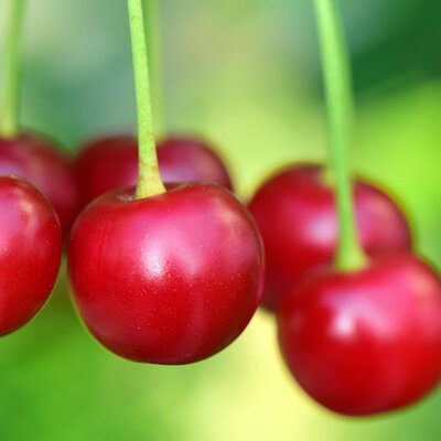 Cherry 'Morello' - Image by Leopictures from Pixabay