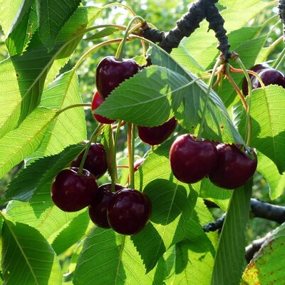 Cherry 'Stella' - Public Domain Image (CC0)