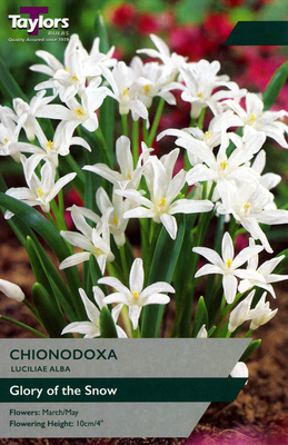 Chionodoxa 'Luciliae Alba' (15 bulbs)